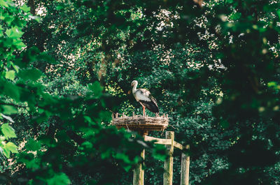 Low angle view of bird perching on tree