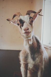 Close-up portrait of goat