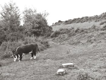 Horses in a field
