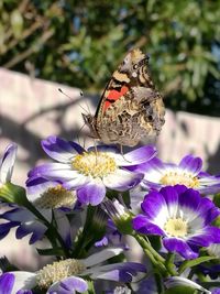 Close-up of butterfly on purple flowers