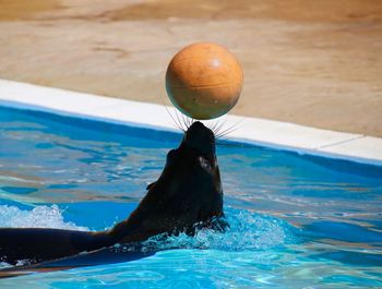 View of a ball in swimming pool