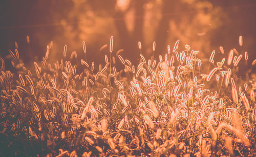 Close-up of crops on field during sunset