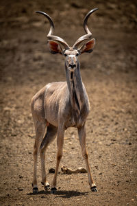 Male greater kudu stands staring at camera