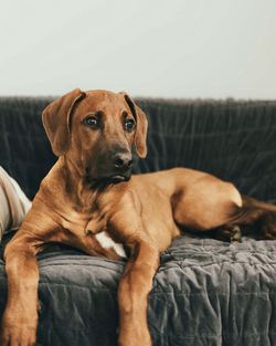 Close-up of dog