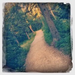 Road amidst trees