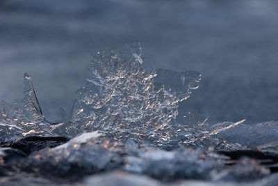 Gilded winter. translucent ice awakens in golden sunrise in northern europe