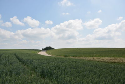 Scenic view of agricultural field against sky