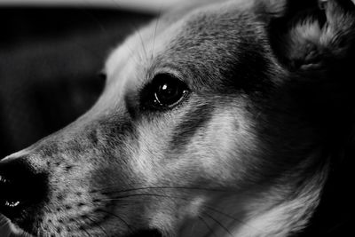 Close-up of dog looking away