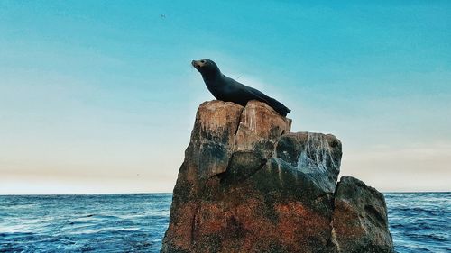 Close-up of bird perching on rock by sea against sky