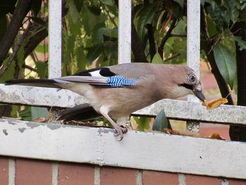 Birds perching on tree