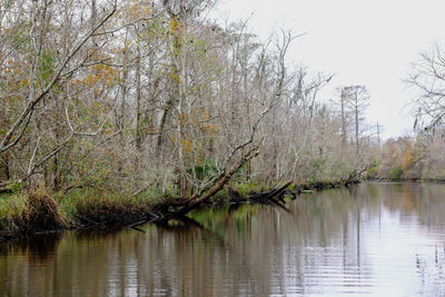 Scenic view of lake against trees in forest