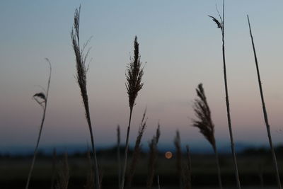 Close-up of stalks in field against sky