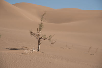 View from nature and landscapes of dasht e lut or sahara desert with rotten tamarisk tree . 