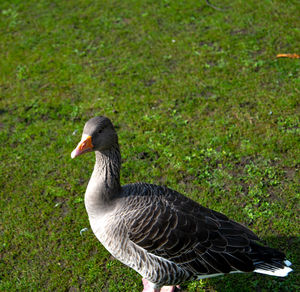 Close-up of a bird on field