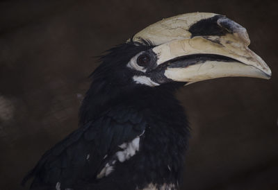 Close-up of a bird