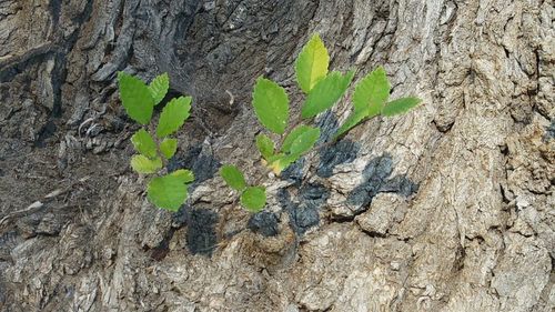 Close-up of tree trunk