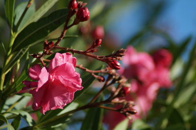 Close-up of pink flowering plant