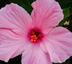 Close-up of pink flower