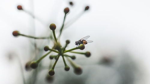 Close-up of insect on flower