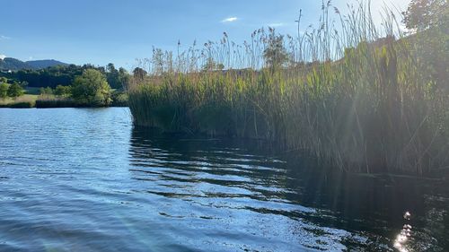 Scenic view of lake in forest against sky