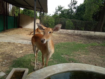 Deer standing on grass against trees