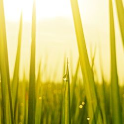 Close-up of grass in field