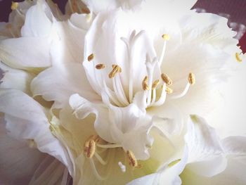 Close-up of white rose flower