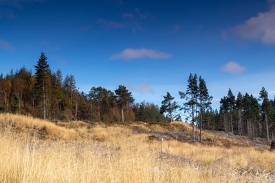 Trees on field against sky