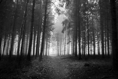 Trees in forest