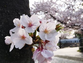 Close-up of white cherry blossoms in spring