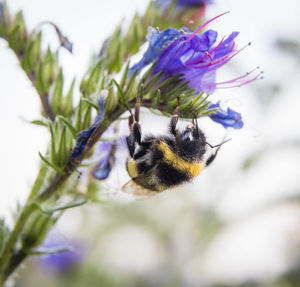 Close-up of bee pollinating on purple flower