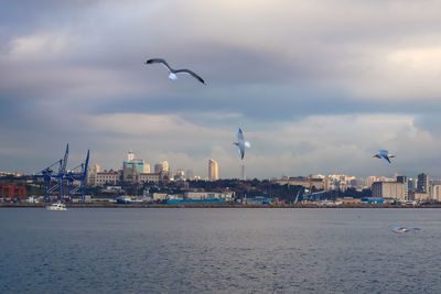 Pigeons flying with wings wide open and istanbul, turkey in the background