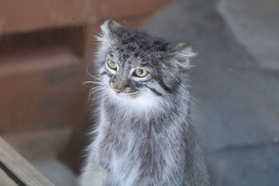 Close-up portrait of a cat