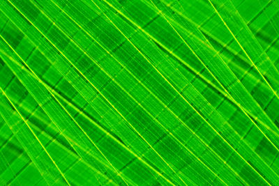 Abstract green leave spring nature wallpaper background