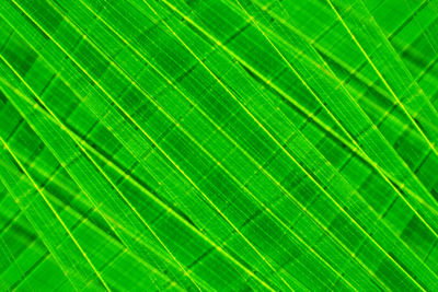 Full frame shot of palm leaf