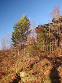 Trees on field against clear sky