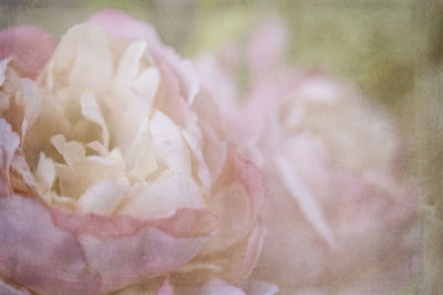 Close-up of pink rose