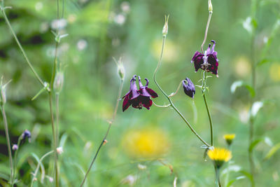 Close-up of purple flowers blooming outdoors