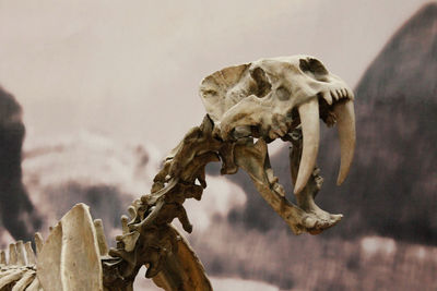 Close-up of animal skull