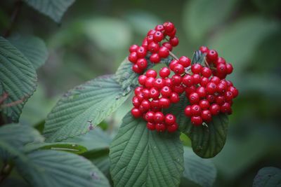 Close-up of cherries on tree