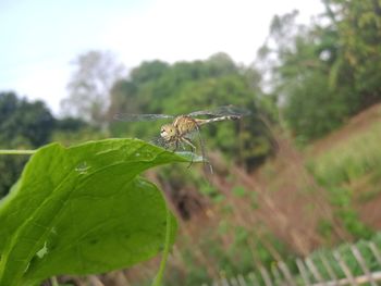 Close-up of insect on leaf