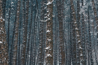 Full frame shot of tree trunk