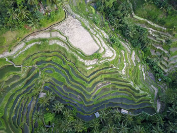 Tegallalang rice terraces, ubud, bali, indonesia. top view drone shot of cascading rice fields. 