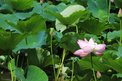 Close-up of pink lotus water lily on leaves