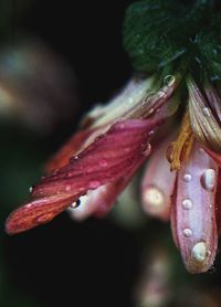 Close-up of dew drops on pink flower