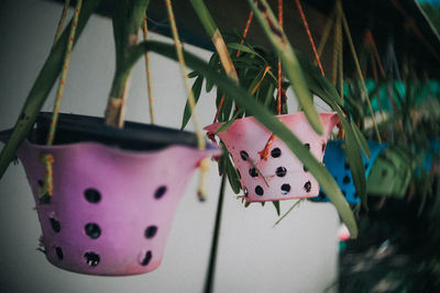 Close-up of multi colored hanging