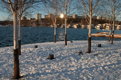 Bare trees on snow covered landscape