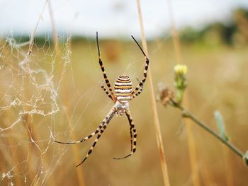 Close-up of spider on web