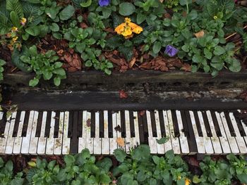 Plant growing on wooden floor