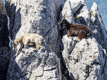 Goats on the rocks of a mountain